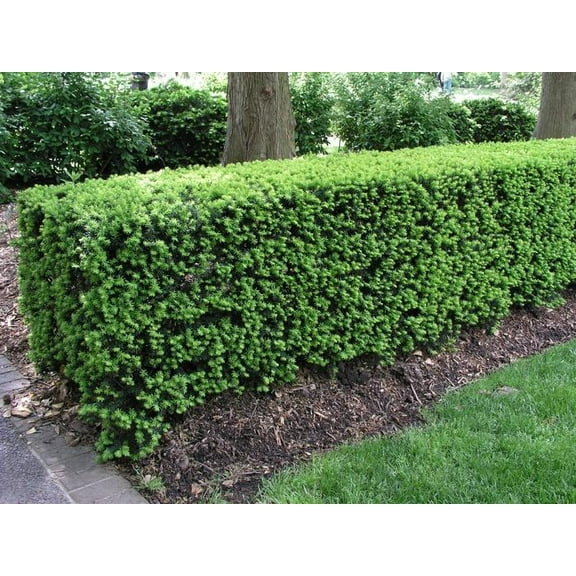Hatfieldii Anglojap Yew-Dense Columnar Evergreen-Perfect for Narrow Spaces 3 Gallon
