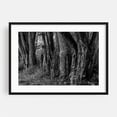 thumbnail image 1 of Haunted Forest - York Pennsylvania Photography Black and White Forest Nature Woodland Woods Rustic Mystical Black Framed Wall Art Print 16 x 24 inches, 1 of 4