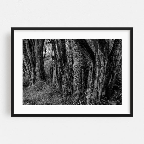 Haunted Forest - York Pennsylvania Photography Black and White Forest Nature Woodland Woods Rustic Mystical Black Framed Wall Art Print 16 x 24 inches