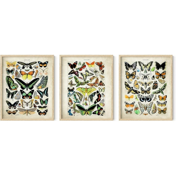 Haus and Hues Butterfly Poster Vintage - Set of 3 Vintage Butterfly Poster Butterfly Wall Art Vintage Botanical Prints Posters for Room Aesthetic Vintage Butterfly Pictures Wall Decor (Unframed 16x20)