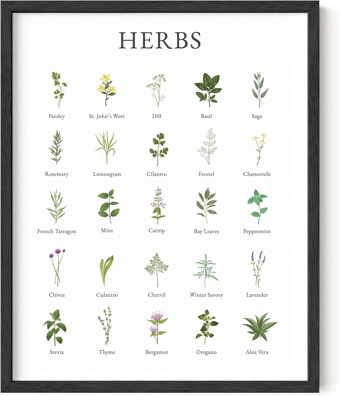 Haus and Hues Herb Pictures for Kitchen Wall Art Kitchen Herbs Wall