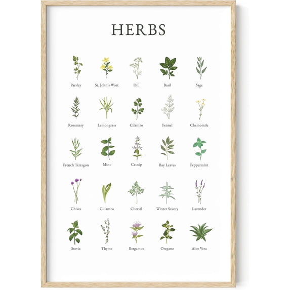 Haus and Hues Herb Pictures for Kitchen Wall Art - Kitchen Herbs Wall Art and Botanical Prints Herbs Art Kitchen Wall Art Herbs and Kitchen Art Cottage Core Decor Herb Collage (Unframed, 24x36)