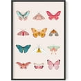 thumbnail image 1 of Haus and Hues Vintage Butterfly Posters & Butterfly Prints - Butterfly Poster Vintage Butterfly Art Wall Decor & Butterfly Art Prints Monarch Butterfly Wall Art Butterflies Print (Black Framed 24x36), 1 of 1