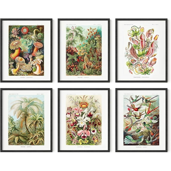 Haus and Hues Ernst Haeckel 8" x 10" Art Prints (Set of 6)