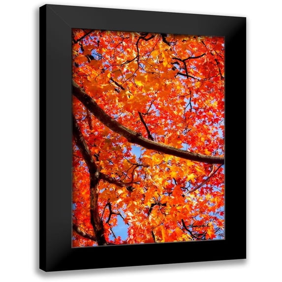 Hausenflock, Alan 11x14 Black Modern Framed Museum Art Print Titled - Autumn Glory II
