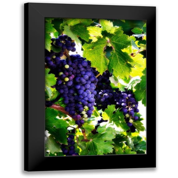 Hausenflock, Alan 11x14 Black Modern Framed Museum Art Print Titled - Grapes I