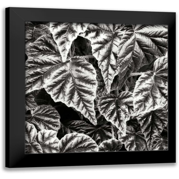 Hausenflock, Alan 12x12 Black Modern Framed Museum Art Print Titled - Leafy Collage I