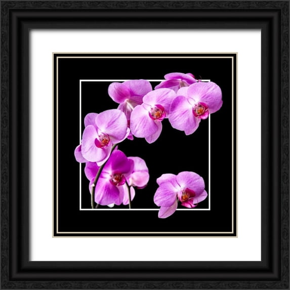 Hausenflock, Alan 12x12 Black Ornate Wood Framed with Double Matting Museum Art Print Titled - Orchids on Black IV
