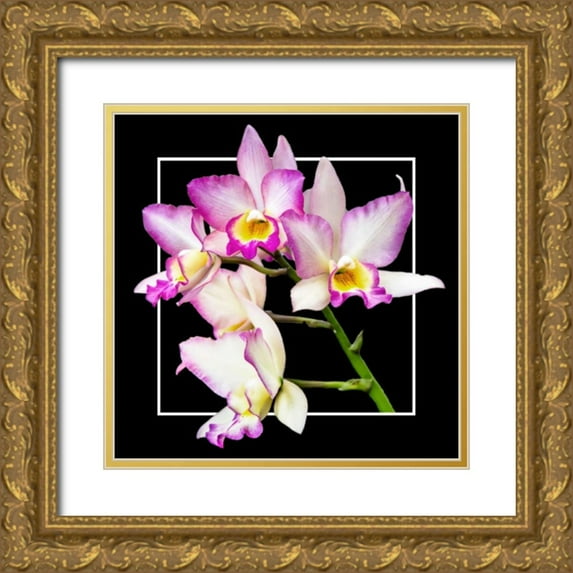 Hausenflock, Alan 12x12 Gold Ornate Wood Framed with Double Matting Museum Art Print Titled - Orchids on Black VI