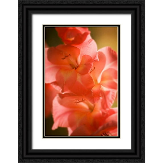 Hausenflock, Alan 13x18 Black Ornate Wood Framed with Double Matting Museum Art Print Titled - Bella Rosa II