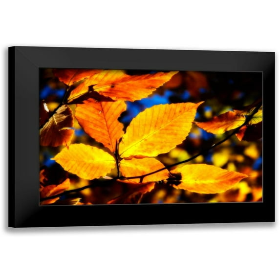 Hausenflock, Alan 14x11 Black Modern Framed Museum Art Print Titled - Autumn Impressions IX