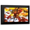thumbnail image 1 of Hausenflock, Alan 14x11 Black Modern Framed Museum Art Print Titled - Autumn Leaves IV, 1 of 5