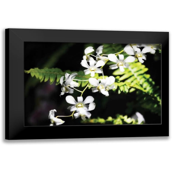 Hausenflock, Alan 14x11 Black Modern Framed Museum Art Print Titled - Vanda Orchids I