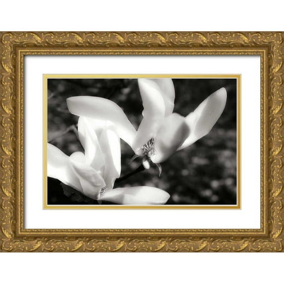 Hausenflock, Alan 14x11 Gold Ornate Wood Framed with Double Matting Museum Art Print Titled - Saucer Magnolia II