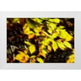 thumbnail image 1 of Hausenflock, Alan 14x11 White Modern Wood Framed Museum Art Print Titled - Autumn Impressions VII, 1 of 4