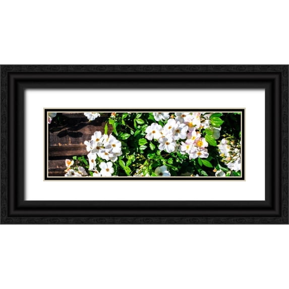 Hausenflock, Alan 14x7 Black Ornate Wood Framed with Double Matting Museum Art Print Titled - Climbing Wild Roses I