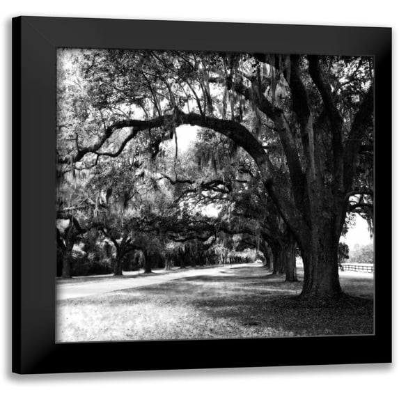 Hausenflock, Alan 15x15 Black Modern Framed Museum Art Print Titled - Charleston Oaks Sq IX