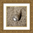 thumbnail image 1 of Hausenflock, Alan 15x15 Gold Ornate Wood Framed with Double Matting Museum Art Print Titled - Seashells VI, 1 of 4