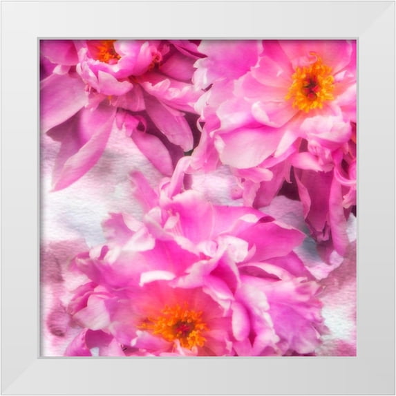 Hausenflock, Alan 15x15 White Modern Wood Framed Museum Art Print Titled - Pink Flowers I