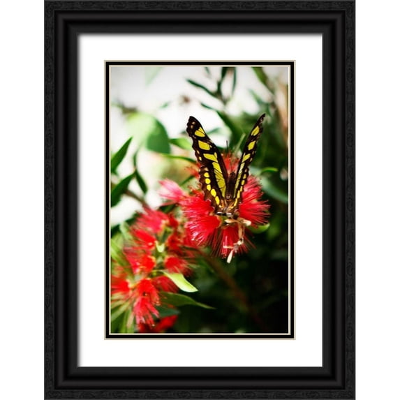 Hausenflock, Alan 17x24 Black Ornate Wood Framed with Double Matting Museum Art Print Titled - Bairds Swallowtail I