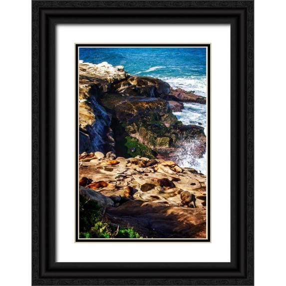 Hausenflock, Alan 17x24 Black Ornate Wood Framed with Double Matting Museum Art Print Titled - La Jolla Sea Lions I