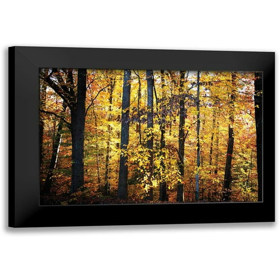 Hausenflock, Alan 18x13 Black Modern Framed Museum Art Print Titled - Sunset Through the Woods II