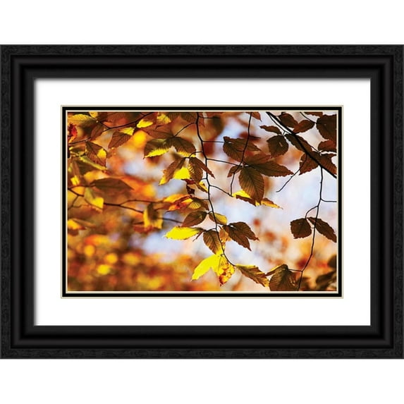 Hausenflock, Alan 18x13 Black Ornate Wood Framed with Double Matting Museum Art Print Titled - Autumn Leaves III
