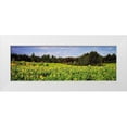 thumbnail image 1 of Hausenflock, Alan 18x9 White Modern Wood Framed Museum Art Print Titled - Sunflower Fields II, 1 of 4