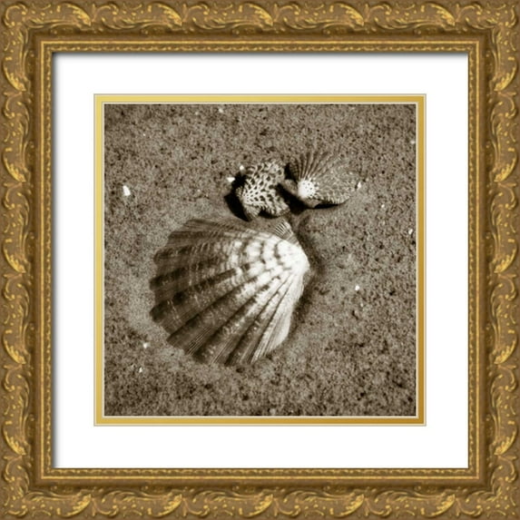 Hausenflock, Alan 20x20 Gold Ornate Wood Framed with Double Matting Museum Art Print Titled - Seashells VIII