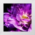 thumbnail image 1 of Hausenflock, Alan 20x20 White Modern Wood Framed Museum Art Print Titled - Purple Petals, 1 of 4