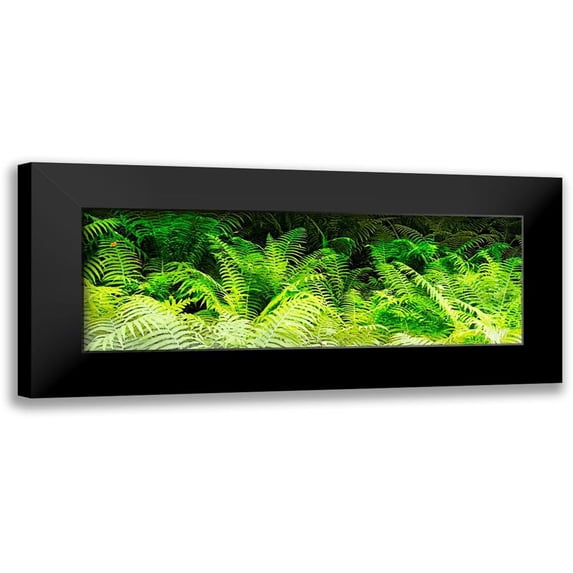 Hausenflock, Alan 24x11 Black Modern Framed Museum Art Print Titled - Forest Ferns I