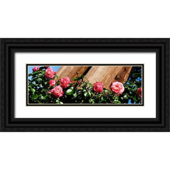 Hausenflock, Alan 24x11 Black Ornate Wood Framed with Double Matting Museum Art Print Titled - Climbing Pink Ladies I