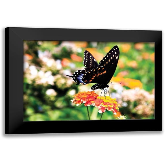 Hausenflock, Alan 24x17 Black Modern Framed Museum Art Print Titled - Giant Swallowtail