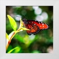 thumbnail image 1 of Hausenflock, Alan 26x26 White Modern Wood Framed Museum Art Print Titled - Resting Butterfly IV, 1 of 4