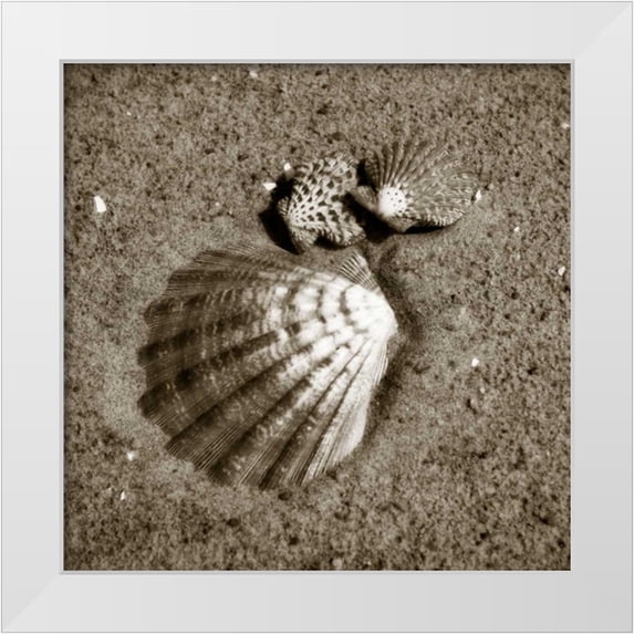 Hausenflock, Alan 26x26 White Modern Wood Framed Museum Art Print Titled - Seashells VIII