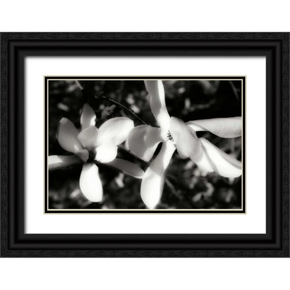 Hausenflock, Alan 32x23 Black Ornate Wood Framed with Double Matting Museum Art Print Titled - Saucer Magnolia III