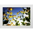 thumbnail image 1 of Hausenflock, Alan 32x23 White Modern Wood Framed Museum Art Print Titled - Flowers in the Sun II, 1 of 4