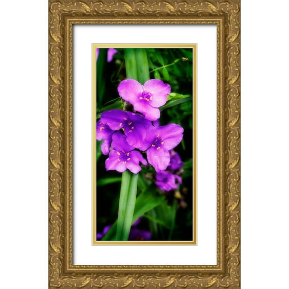 Hausenflock, Alan 9x14 Gold Ornate Wood Framed with Double Matting Museum Art Print Titled - Spiderwort I