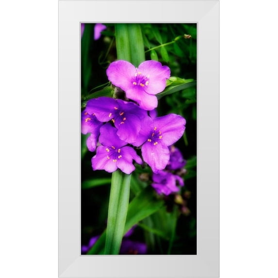 Hausenflock, Alan 9x14 White Modern Wood Framed Museum Art Print Titled - Spiderwort I