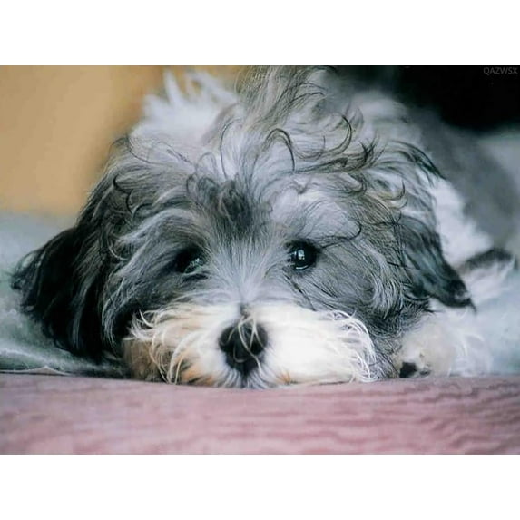 Havanese Dog 5D Diamond Painting, Dog Puppy Cute Animal DIY Round Full Diamond Crystal Craft by Number Painting Cross Stitch Art Home Decor Gifts for Adults