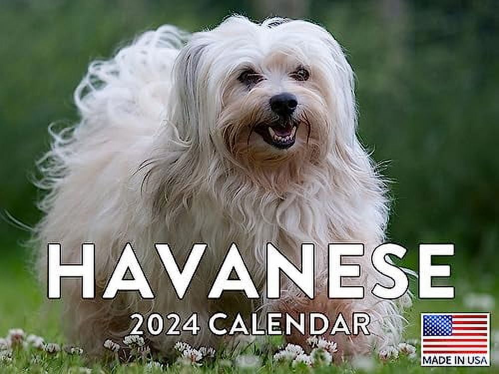 Havanese Dog Calendar 2024