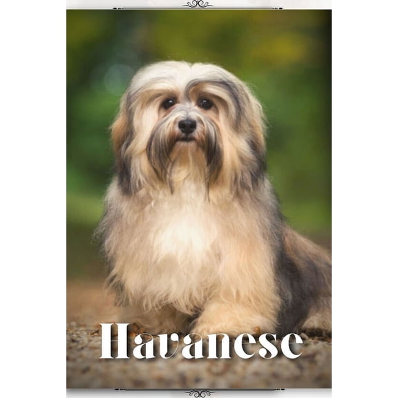 Havanese: Dog breed overview and guide (Paperback)