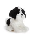 thumbnail image 1 of DEMDACO Sitting Small Havanese Dog Black and White Children's Plush Stuffed Animal, 1 of 5