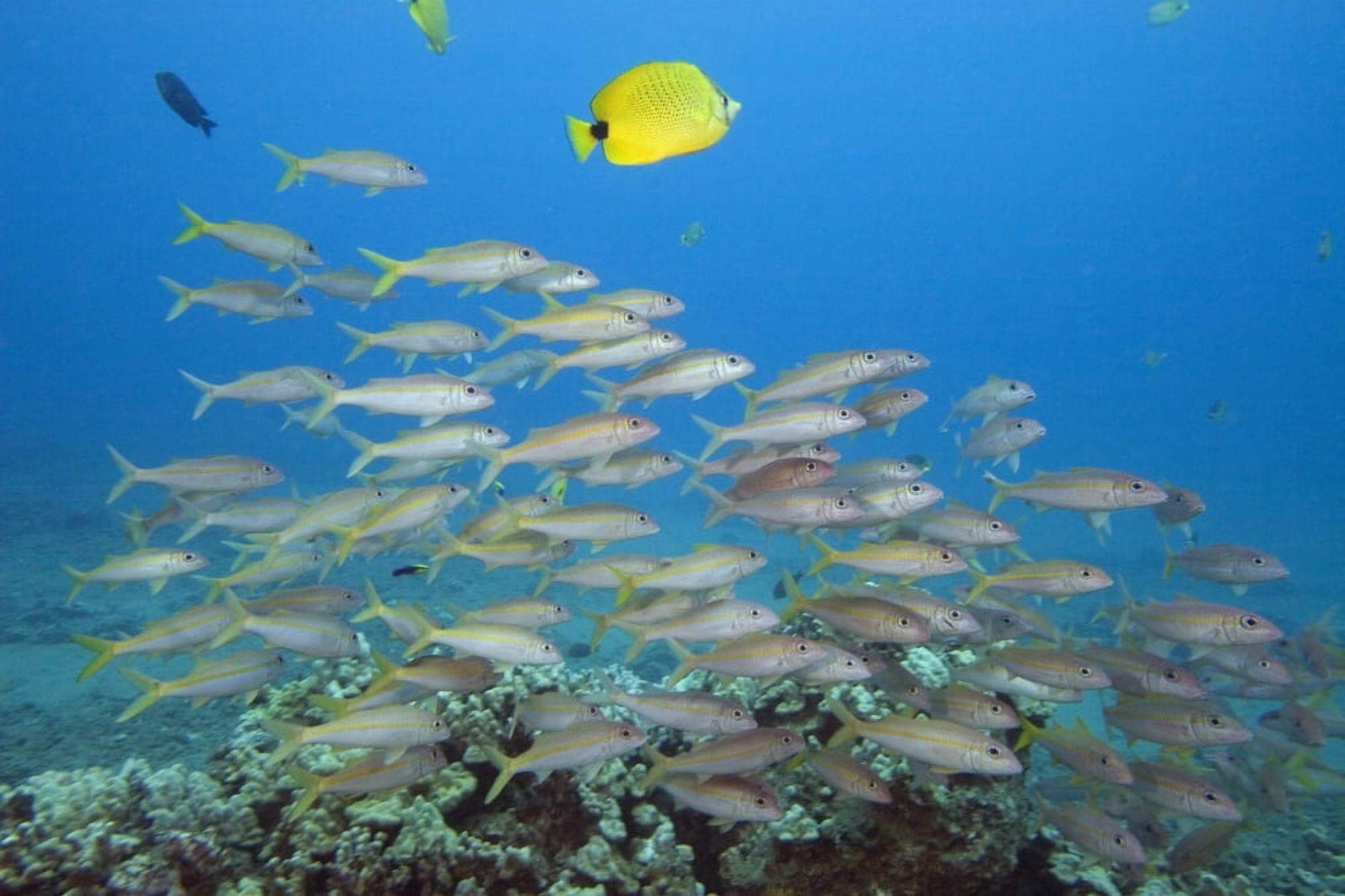 Hawaii A School Of Yellowfin Goatfish (Mulloidichthys Vanicolensis) Canvas Art - Dave Fleetham Design Pics (17 x 11)