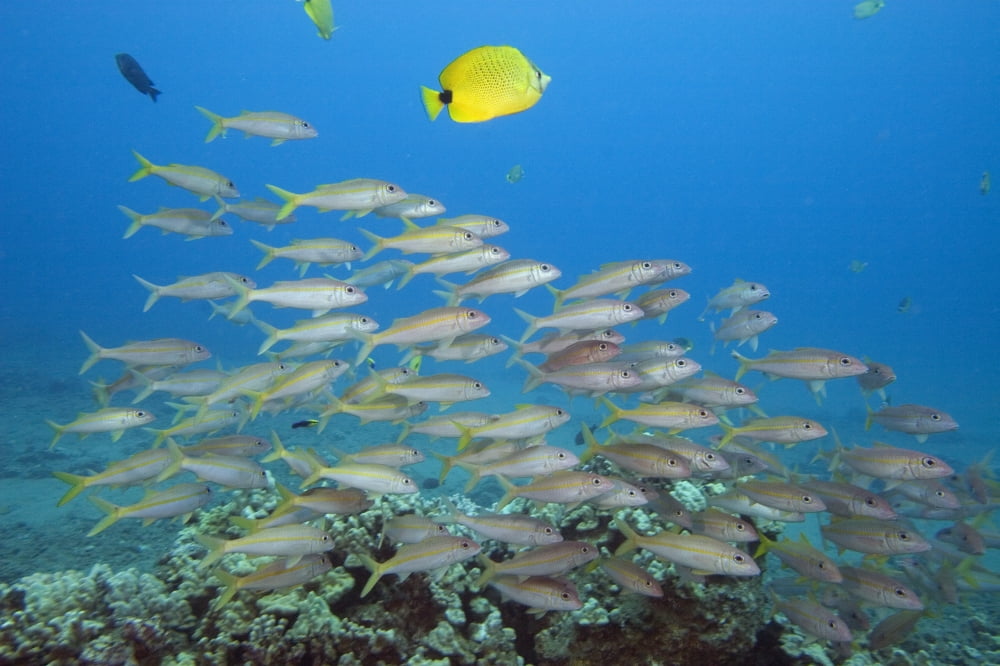 Hawaii A School Of Yellowfin Goatfish (Mulloidichthys Vanicolensis) Canvas Art - Dave Fleetham Design Pics (34 x 22)