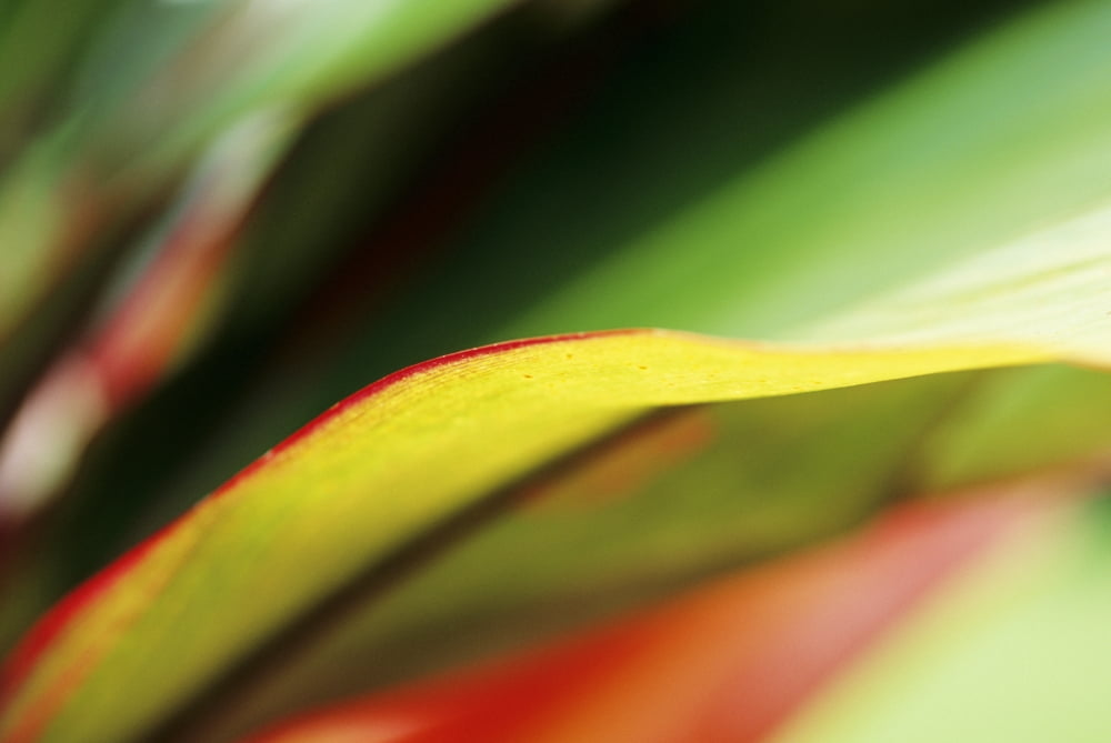 Hawaii Abstract Close-Up Of Ti-Leaf Canvas Art - Robert Sablan Design Pics (17 x 11)