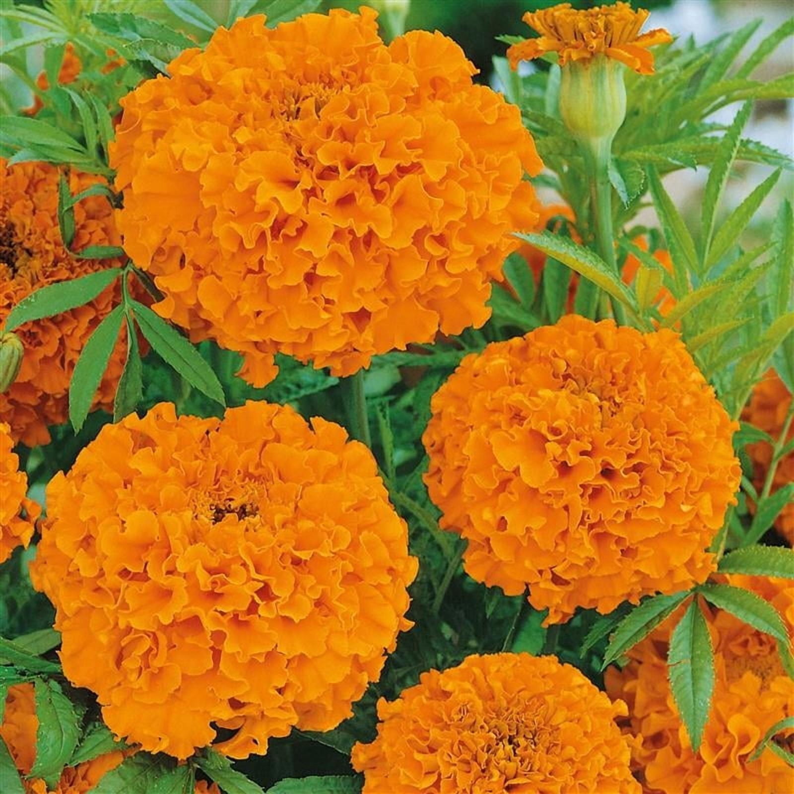 Hawaii African Marigold Seed 4 Oz 32,000 Seeds Tagetes Erecta Non-GMO, Annual Large Deep Orange Blooms, 2436" Tall Easy to Grow, 8595 Days Great for Borders & Companion Planting