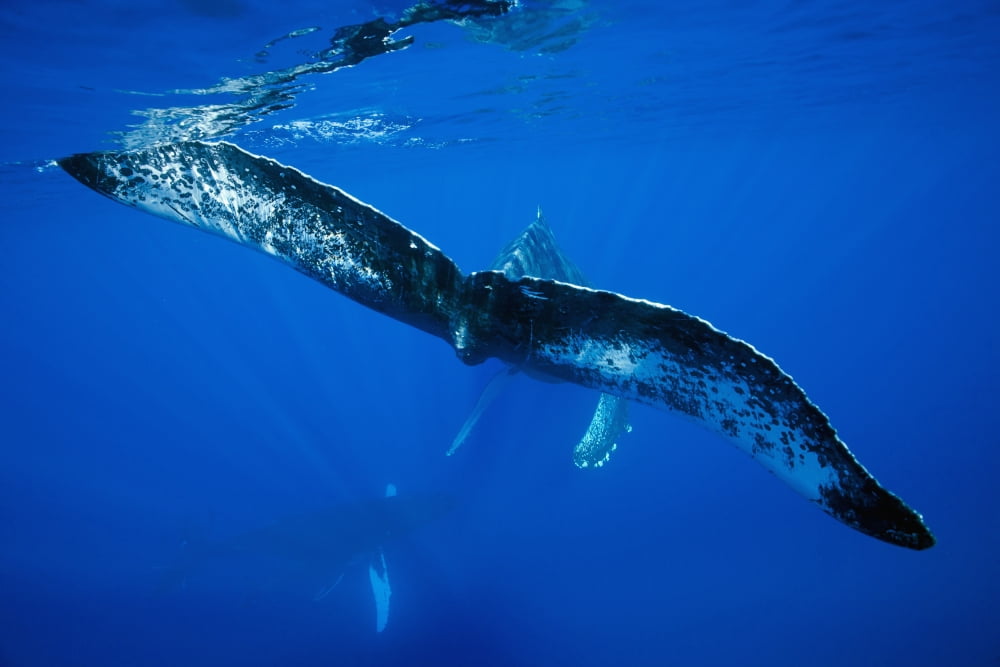 Hawaii An underwater view of the tail of a humpback whale (Megaptera novaeangliae) Canvas Art - Dave Fleetham Design Pics (19 x 12)