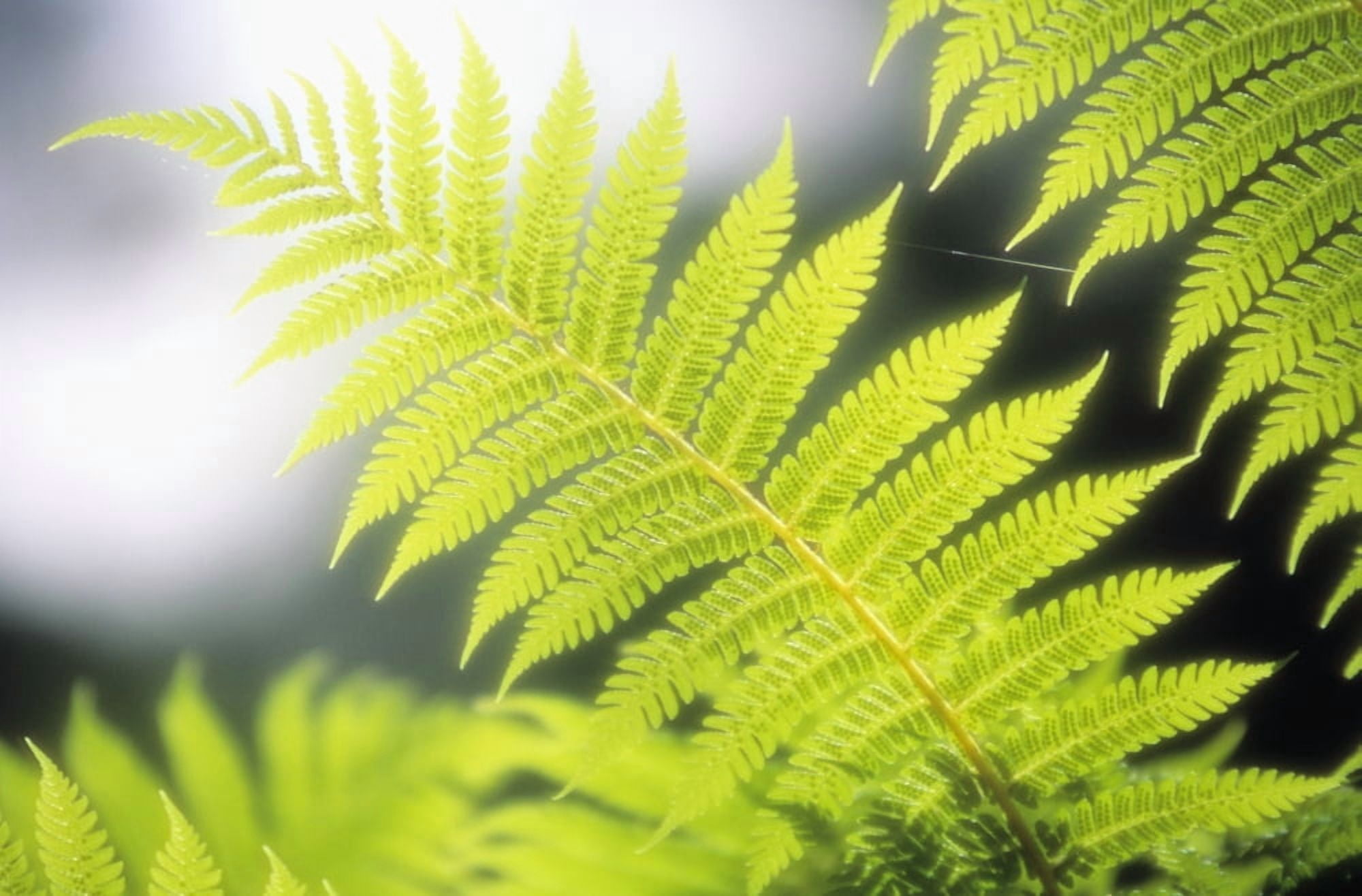 Hawaii Backlit Tree Ferns With Blurry Background Canvas Art - Ron Dahlquist Design Pics (17 x 11)