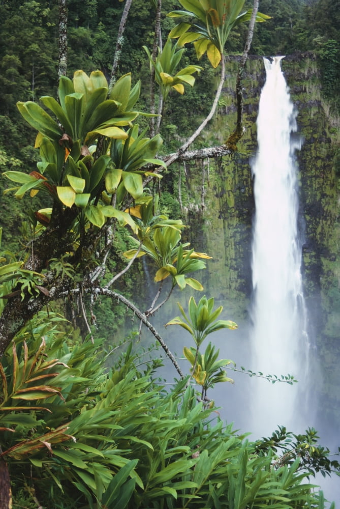 Hawaii Big Island Akaka Falls Surounded By Ti-Leafs And Greenery Canvas Art - Ron Dahlquist Design Pics (12 x 19)